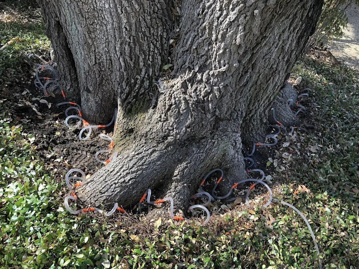 Detailed Tree Cabling and Bracing job site in Cropsey