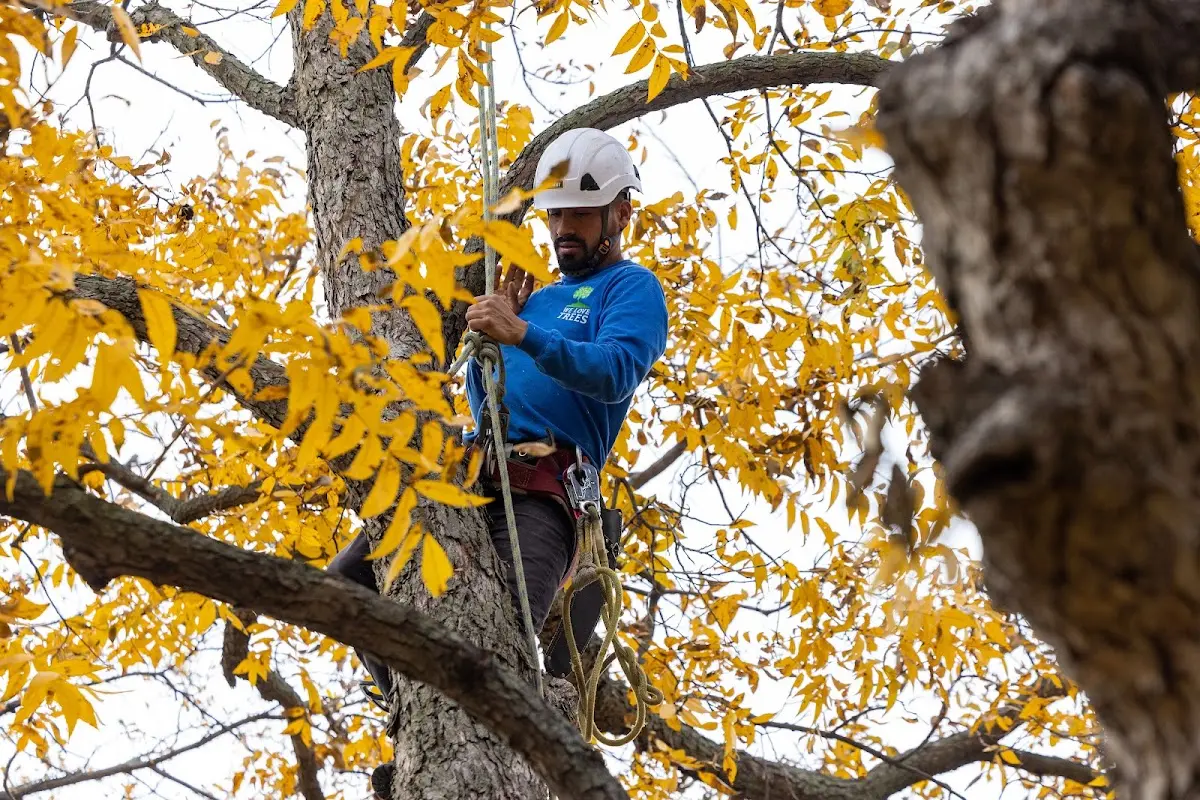 Skilled Tree Trimming crew working in Cropsey